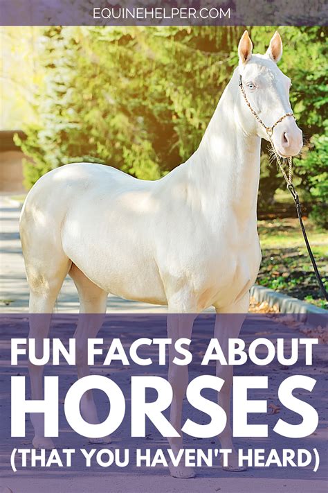 horse cock facts|40 Horse Facts Most People Don’t Know